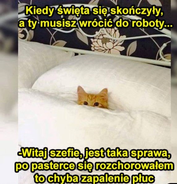 Rudy kotek ukrywa się w łóżku po świętach